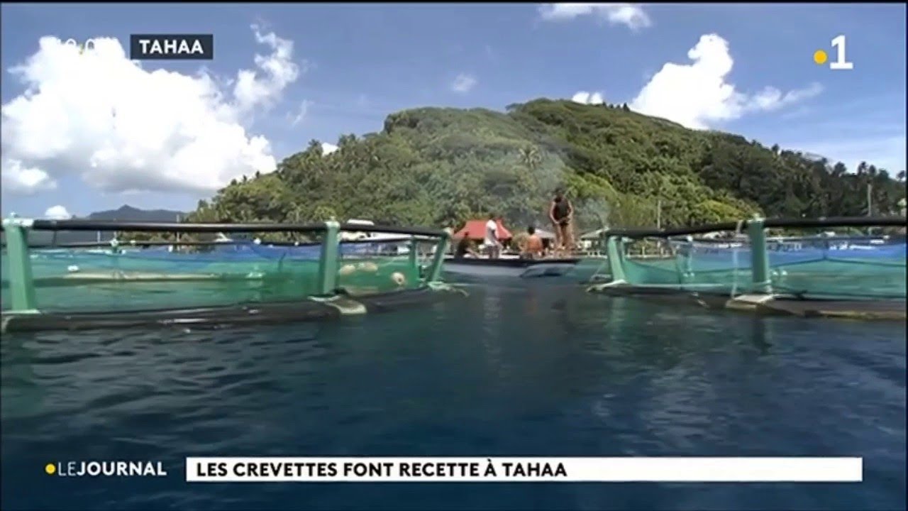 Elevage de crevette à Tahaa