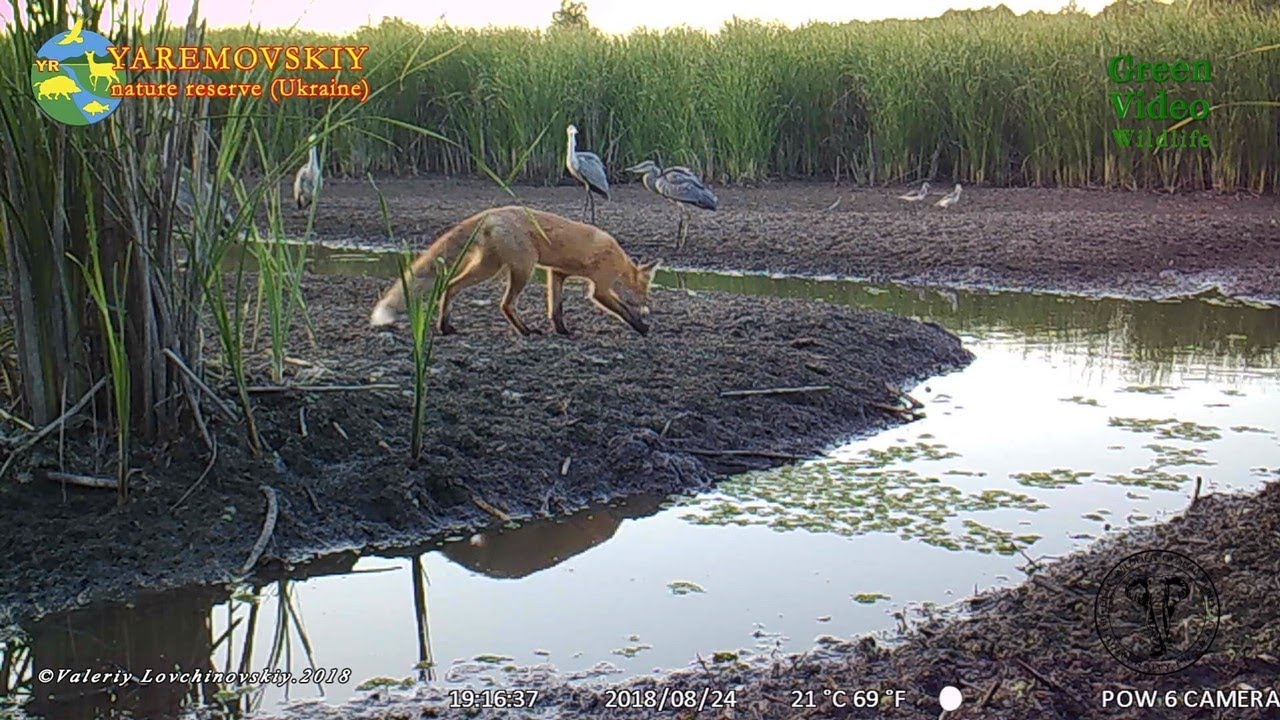 Red fox hunts by a drying forest lake / Обыкновенная лисица / Vulpes vulpes. Green Video Wildlife