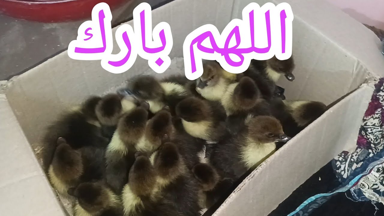 أخيرا 🥳🥳🥳 شوفوا الحلويات اللي تجبر القلب وتسر العين 🐥🐥🐥 اللهم بارك 