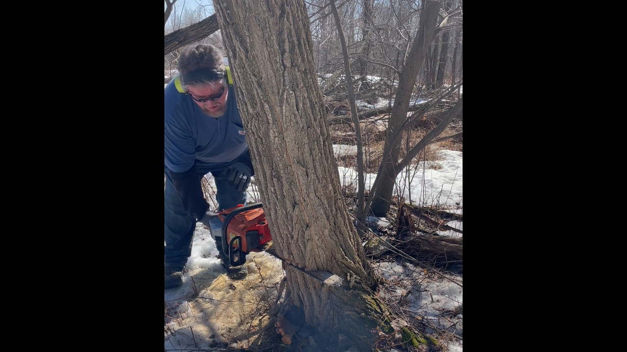 First Time Using Echo Chainsaw To Tree Fell #echo #chainsaw #treefelling #hardwood #logs #getitdone