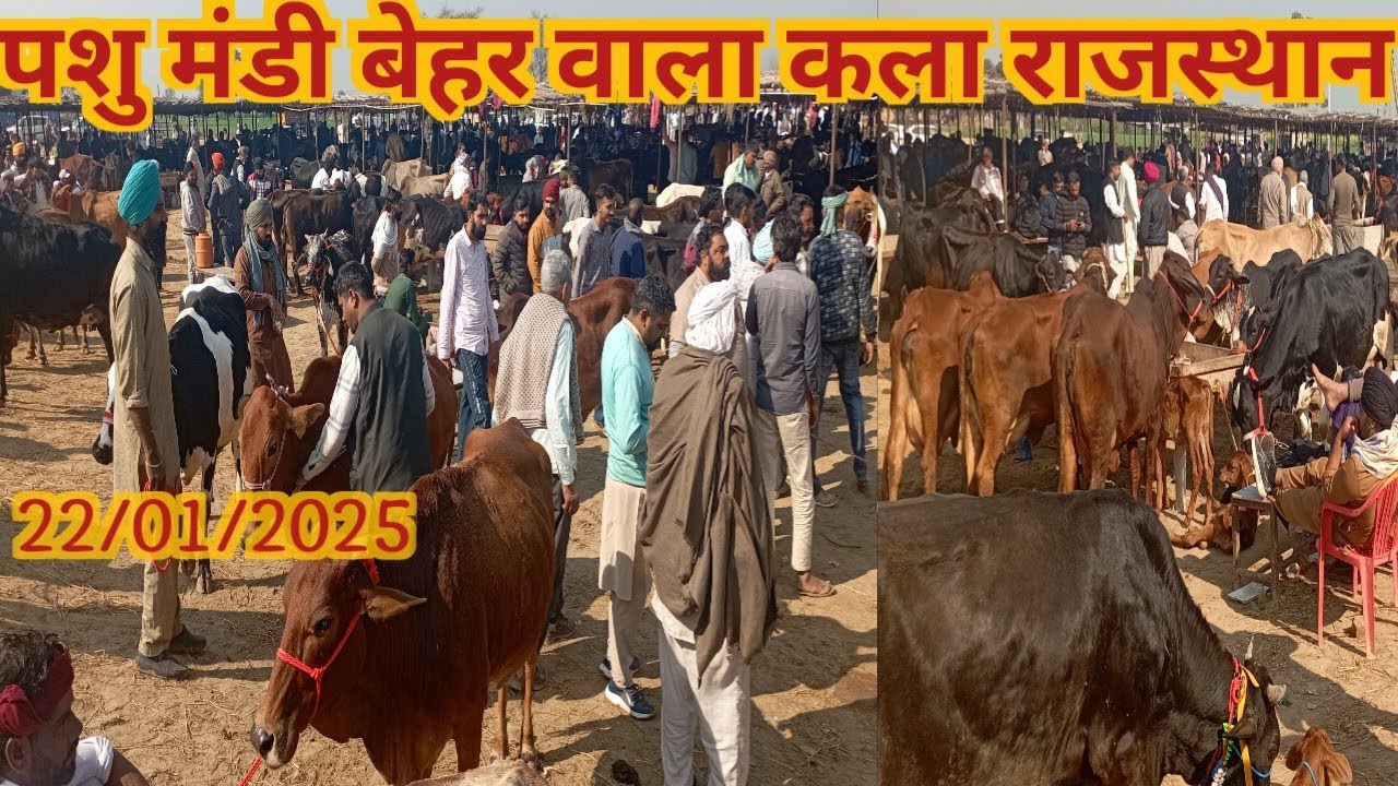 पशु मंडी बेहर वाला कला राजस्थान हर बुधवार स्पेशल गाय की मंडी 22/01/2025