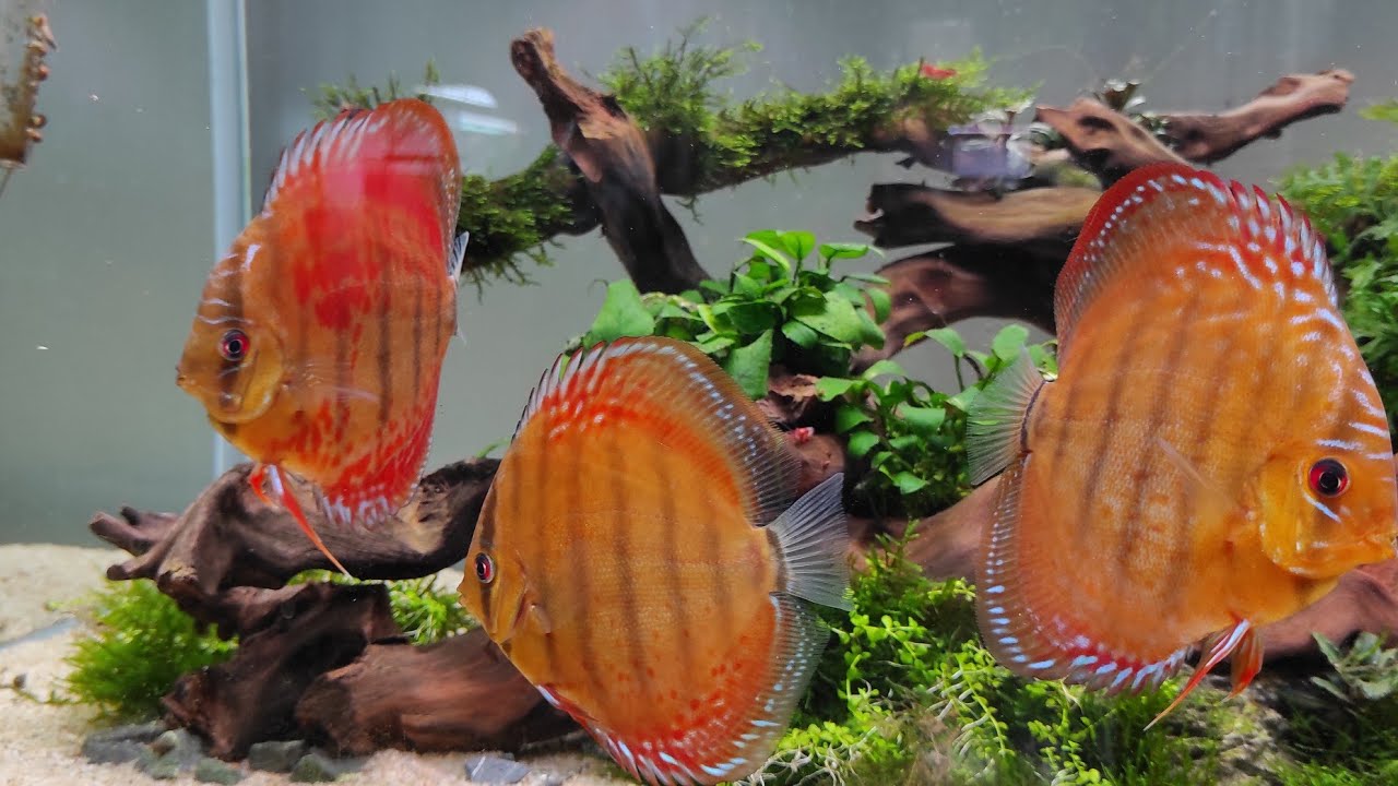 Aquascaping For Discus