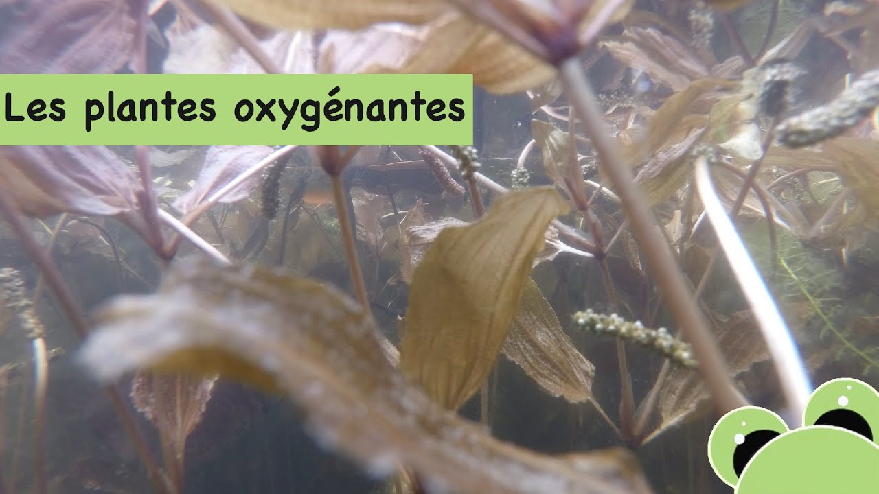 Les plantes oxygénantes dans le bassin d'un jardin