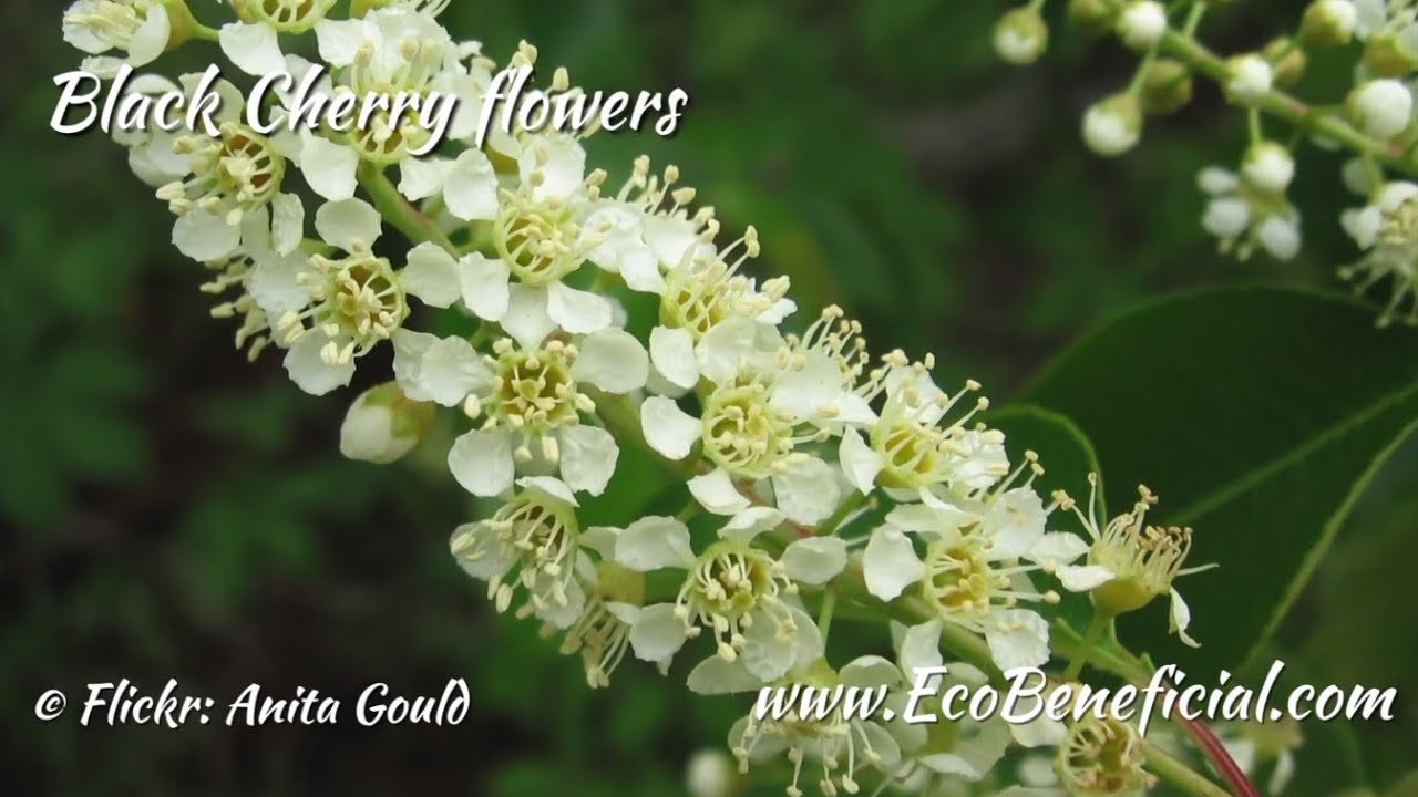 EcoBeneficial Interview: Doug Tallamy & Black Cherry as a Host Plant for Butterflies