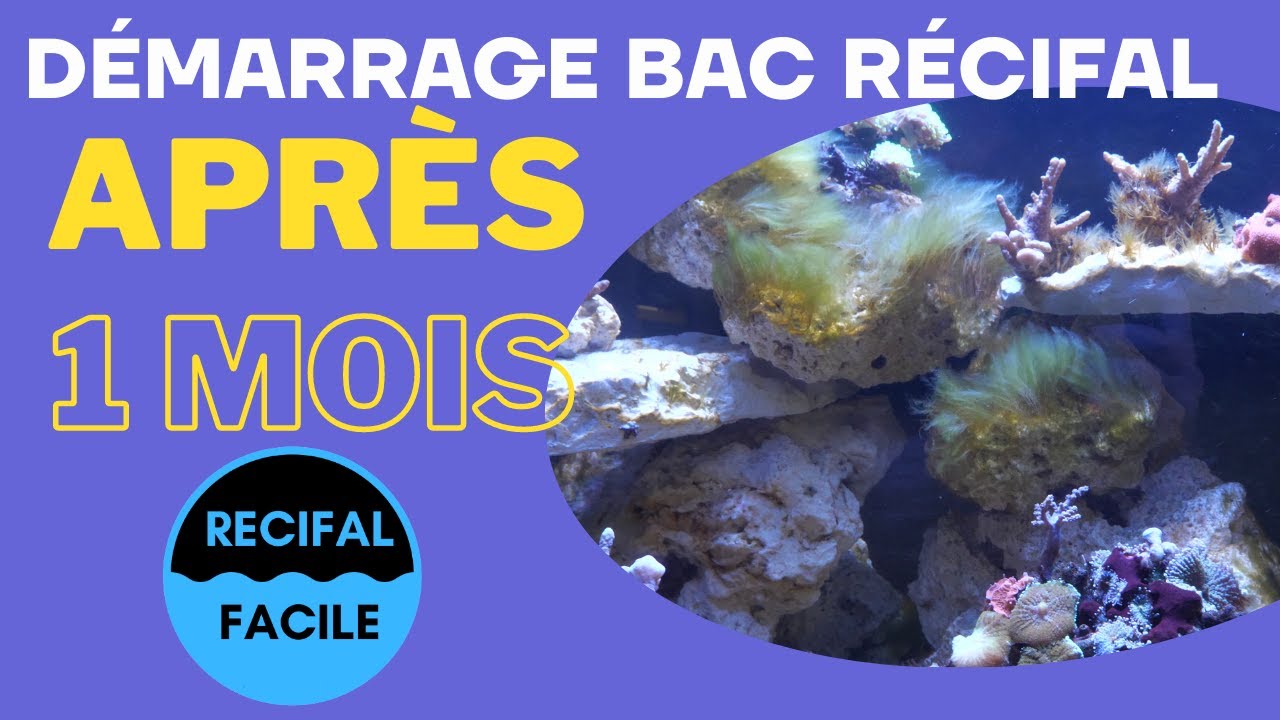 Bac récifal après 1mois de cyclage
