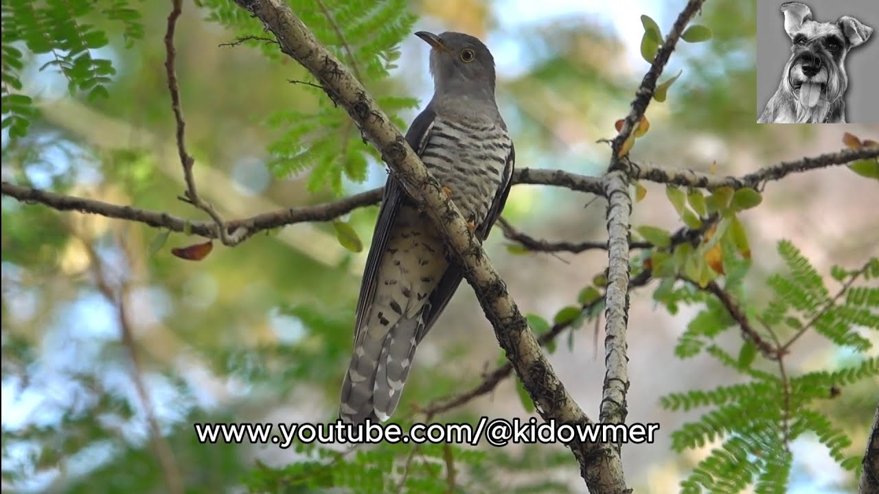 Rare migrant HIMALAYAN/ORIENTAL CUCKOO at rest, Singapore 