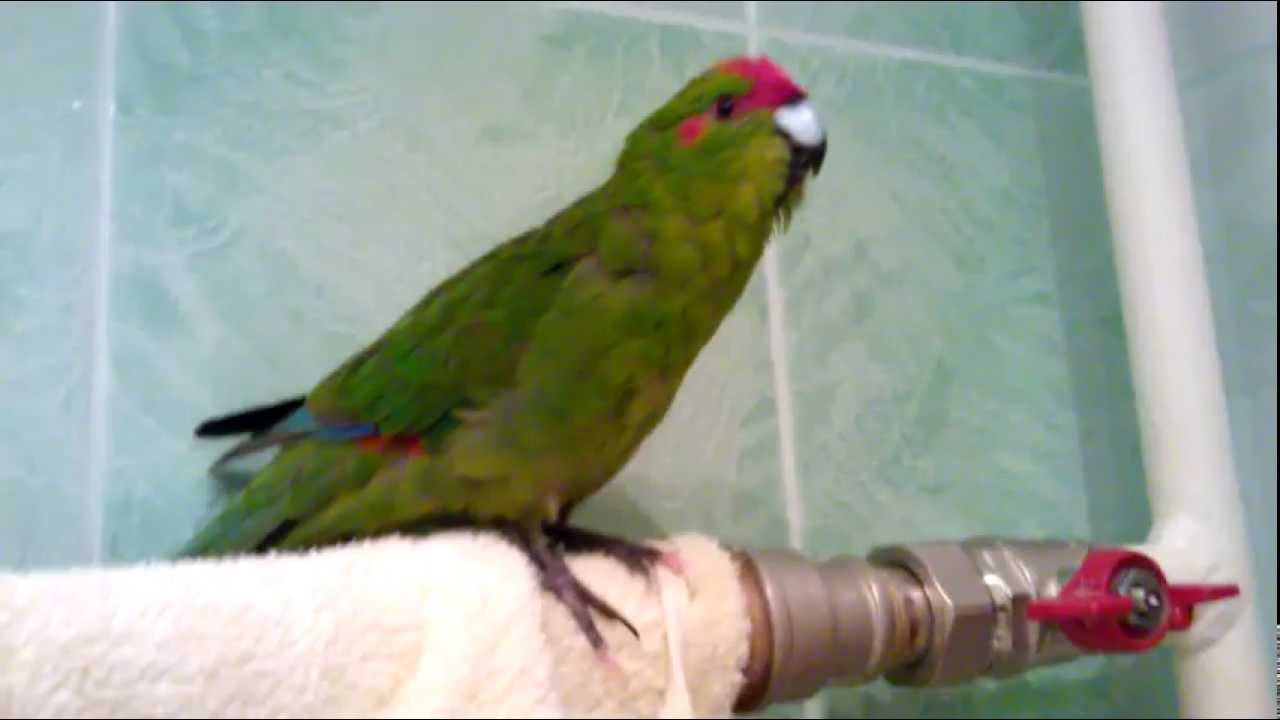 Итан просит, чтобы выпустили из ванной