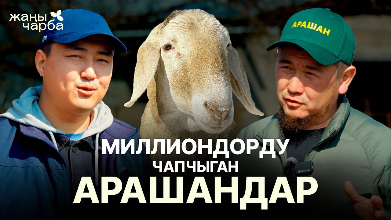 МИЛЛИОНДОРДУ ЧАПЧЫГАН АРАШАН КОЙЛОР | Жаңы Чарба