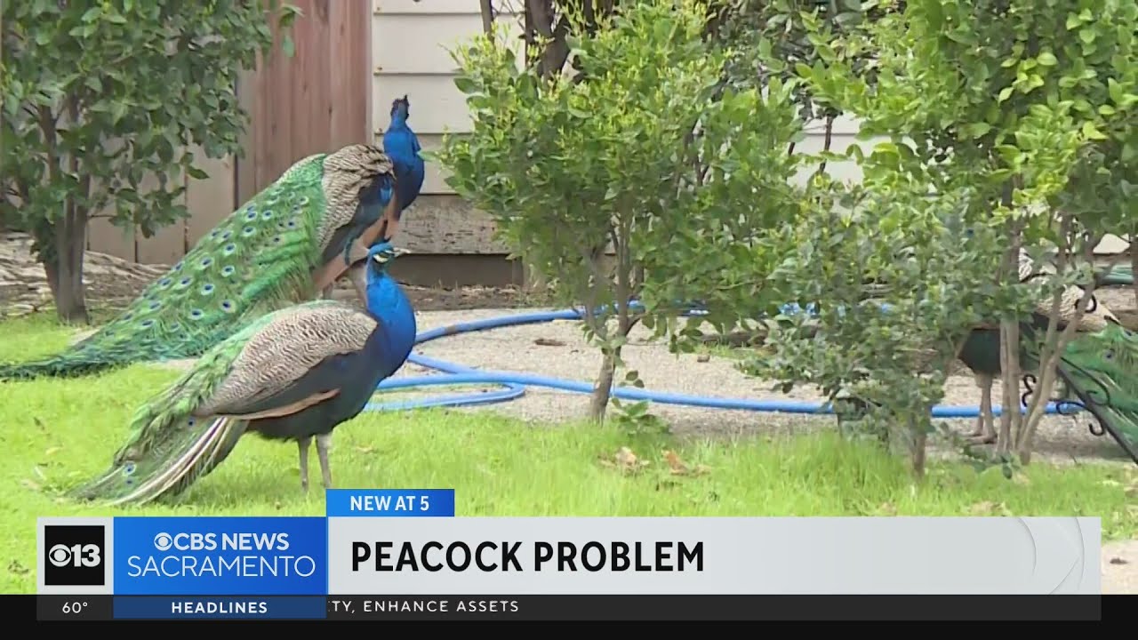 Dozens of peacocks in Fairfield neighborhood to be rehomed, dozens will remain