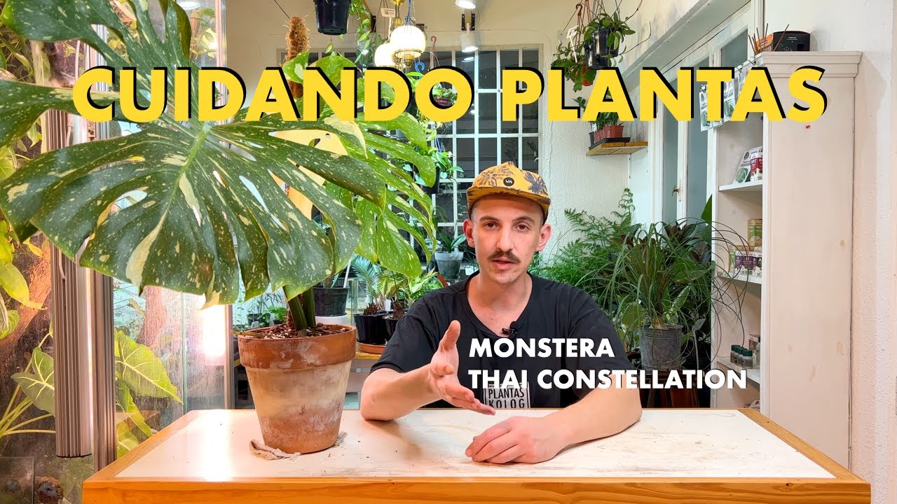 Cuidando Plantas: Monstera Thai Constellation
