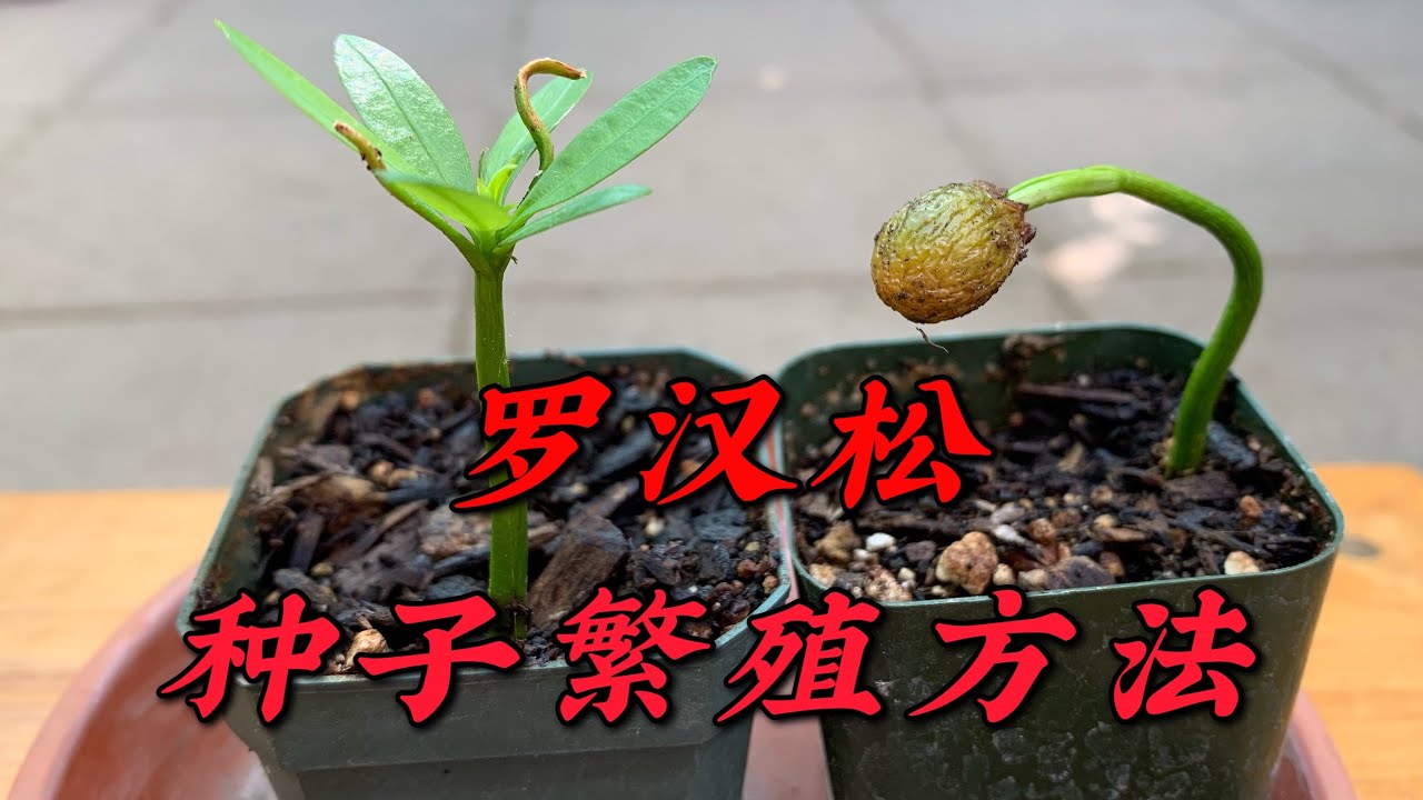 罗汉松种子繁殖的方法