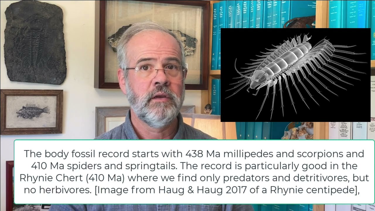 V35 Arthropods step onto land