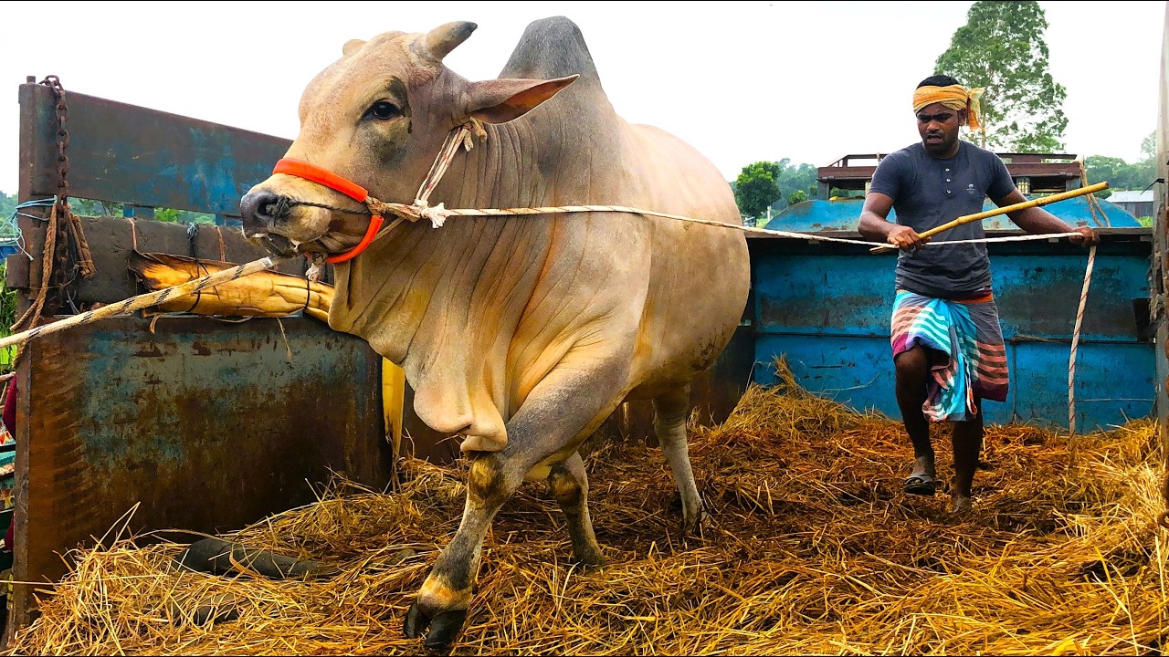 Cow unloading, cow videos, cow video, animal, big cow, goru hamba cow, Ep-307