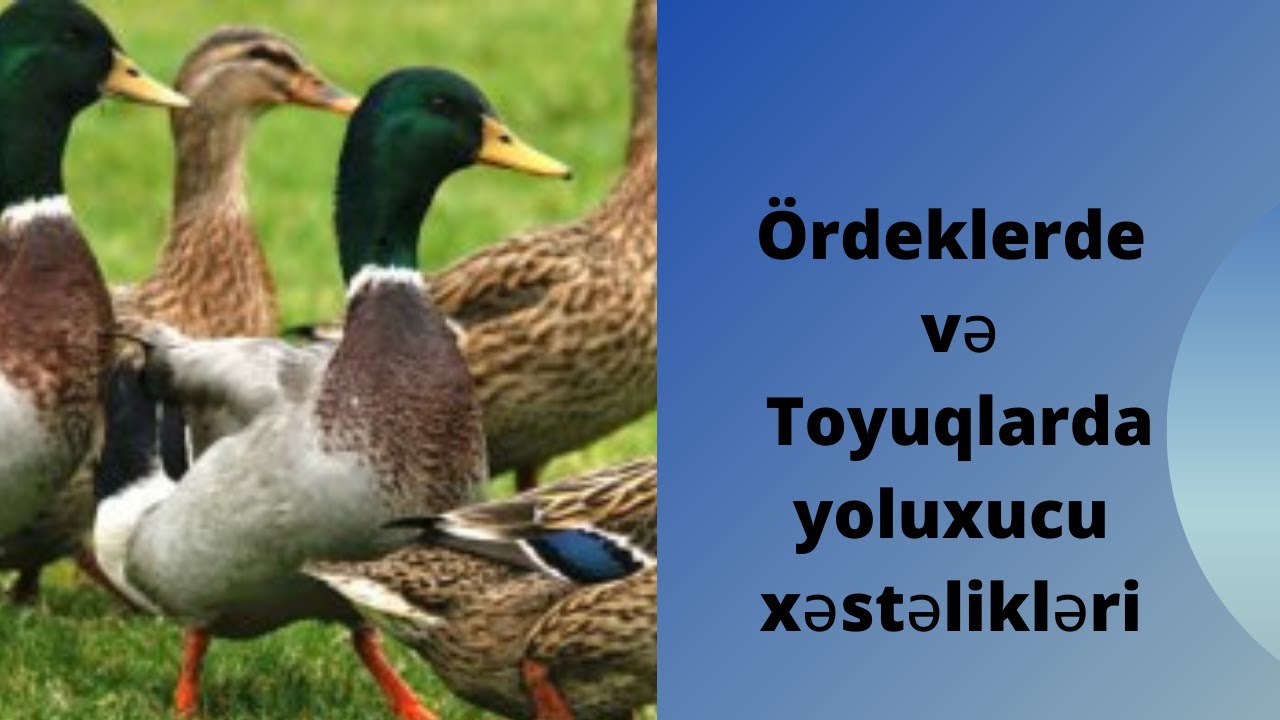 &Ouml;rdəkerde yoluxucu xestelikleri Toyuqlarda yoluxucu xestelikler