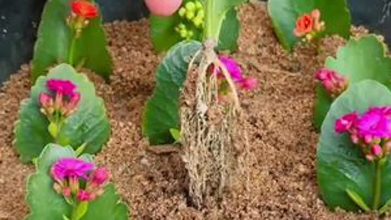 #养花 #养花小知识 #花卉绿植 #长寿花扦插 #经验分享