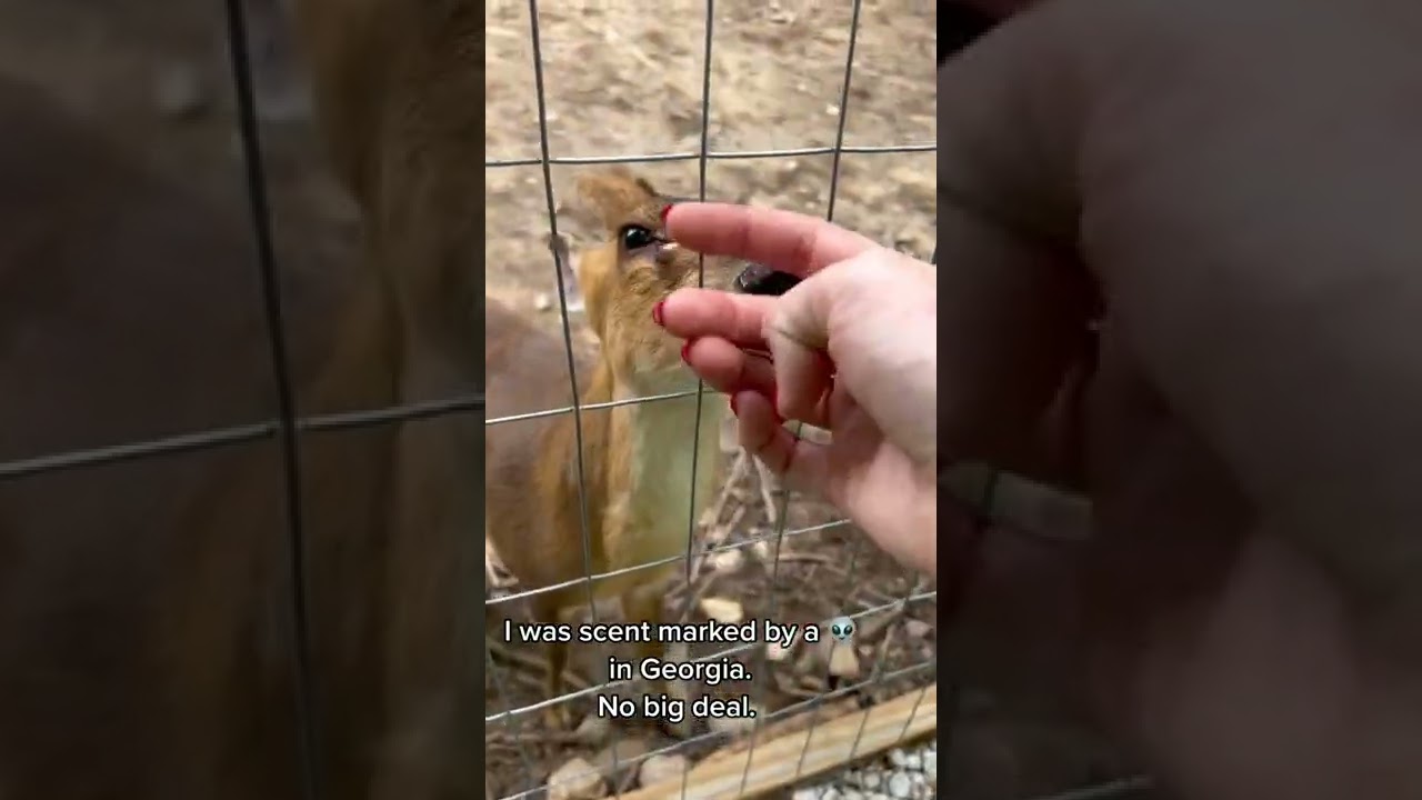 Person is getting scent marked by a muntjac deer!
