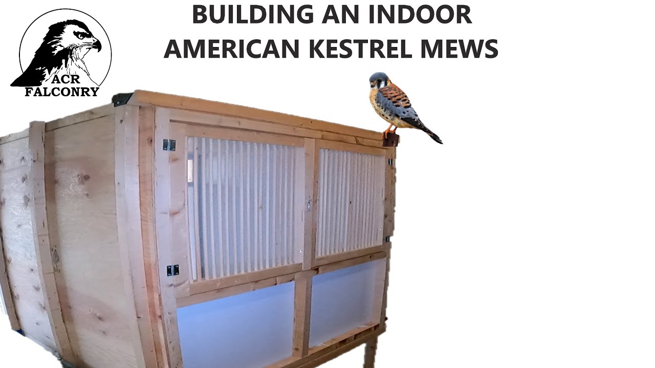 How to build an indoor American Kestrel mews - ACR FALCONRY