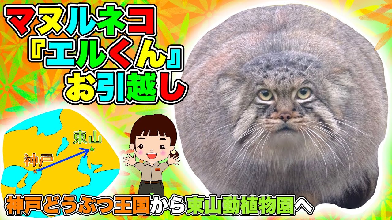 マヌルネコのエルくんまたね!東山に会いに行くよ!【神戸どうぶつ王国から東山動植物園へ】(Pallas's cat in Kobe animal kingdom)