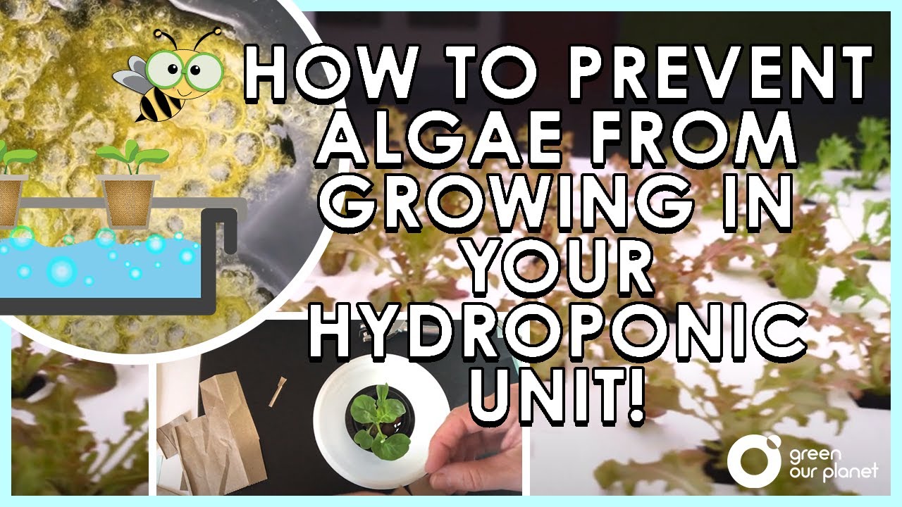 How to Prevent Algae from Growing in your Hydroponic Unit