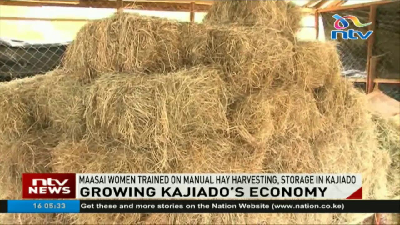 Maasai women trained on manual hay harvesting and storage in Kajiado
