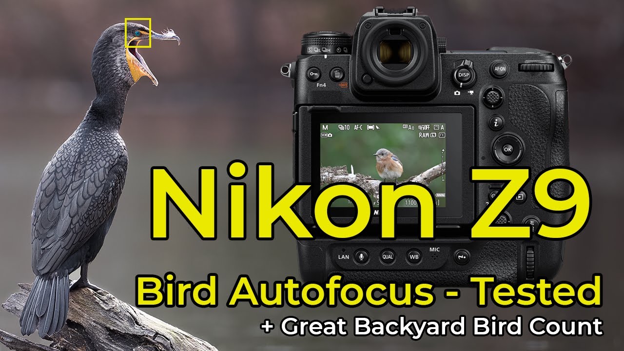 Отличный подсчет птиц на заднем дворе с Nikon Z9 + тестирование автофокуса для птиц