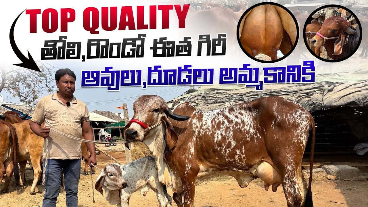 Top Quality తోలి,రొండో ఈత గిరీ ఆవులు,దూడలు అమ్మకానికి | Quality Gir cows 