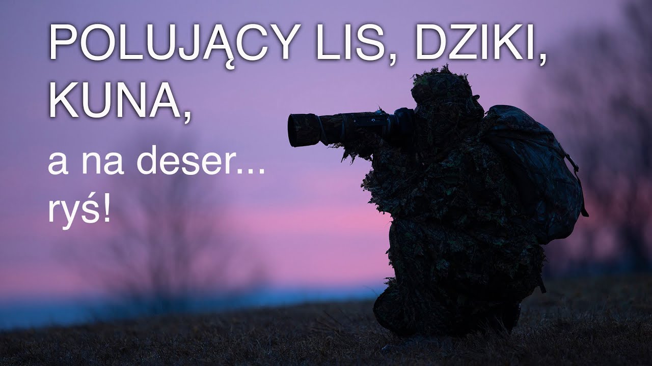 Polujący lis, rodzina dzików, kuna leśna, sarny, jelenie i zdjęcie rysia - kwiecień w Bieszczadach