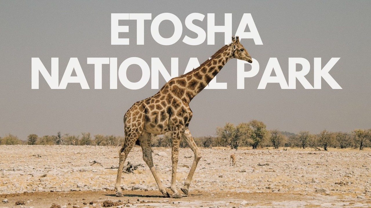 NOS PREMIERS JOURS DE SAFARI &Agrave; ETOSHA | Voyage de noces en Namibie 💍🇳🇦