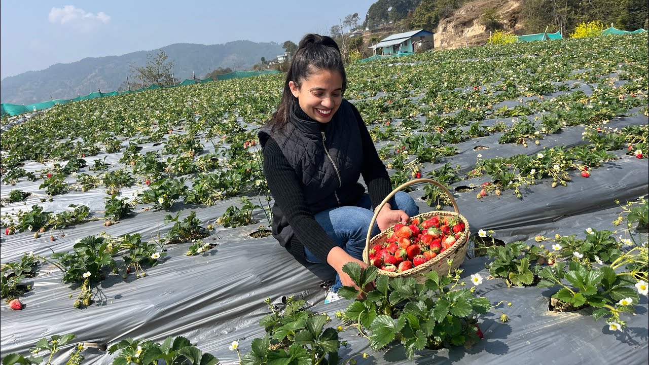 Strawberry picking, moving out of the apartment, church picnic..etc