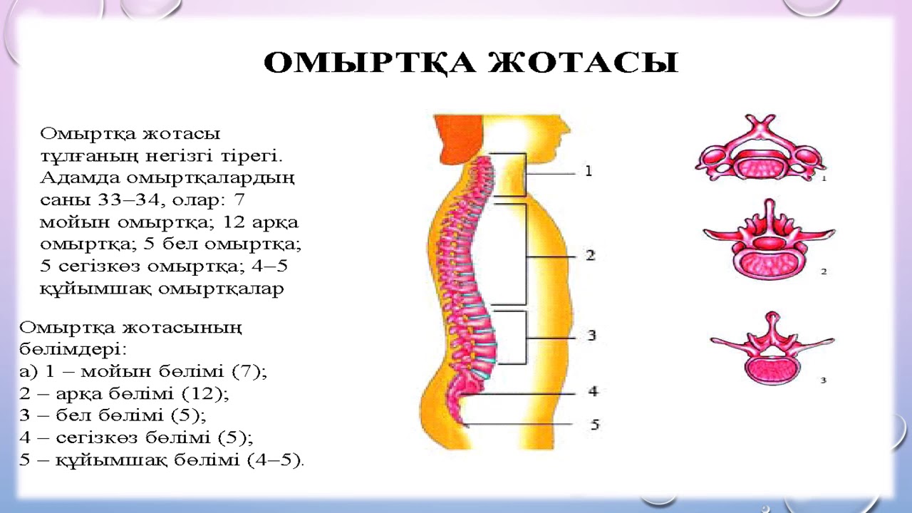 Бегалиева Арай. Адам қаңқасының құрылысы. Биология. 8-сынып