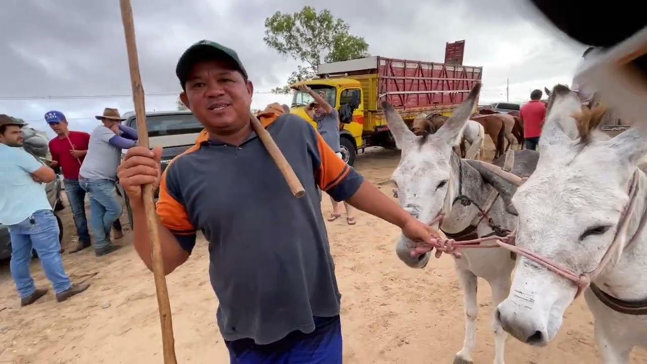 Feira de Cavalos em Dois Riachos - AL 14 - 01 - 2026 #nordeste