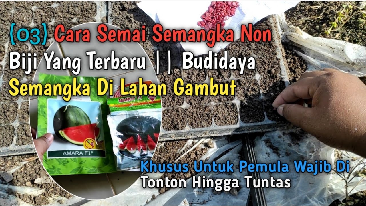(03) Cara Semai Semangka Non Biji || Budidaya Semangka Di Lahan Gambut