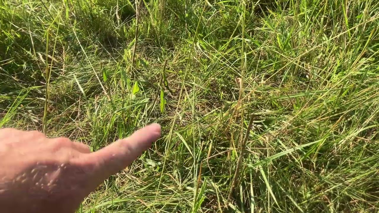 The problem with selective rotational grazing by any name, is this!