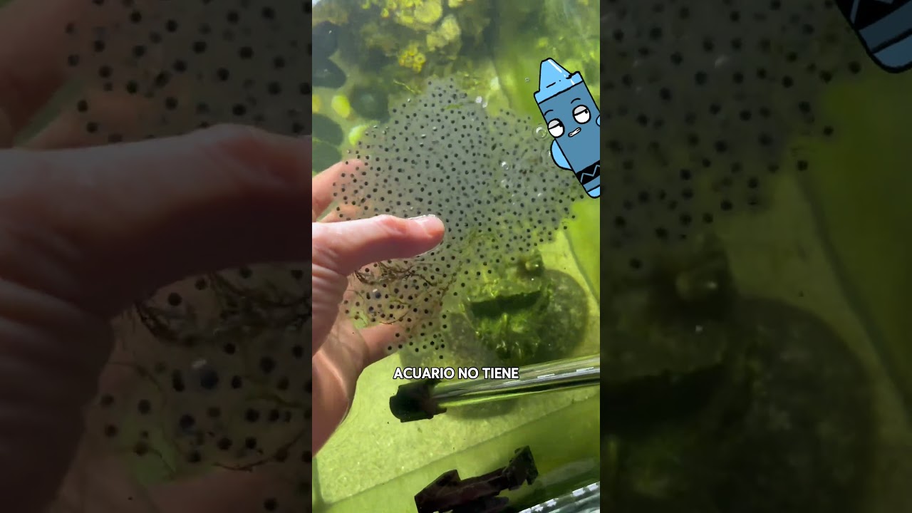 &Eacute;l tom&oacute; huevos de rana y los puso en el acuario. #curiosidades #hechos #espa&ntilde;a #conocimiento #shorts