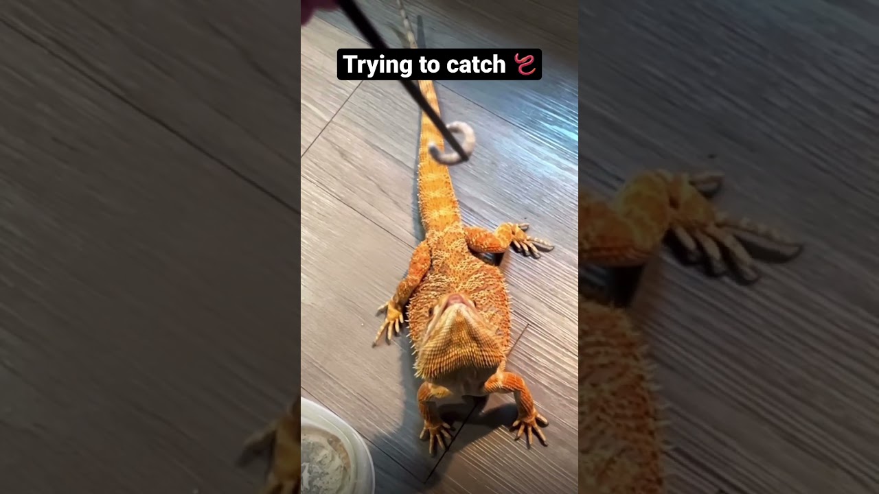 Horned Lizard try to catch worm 