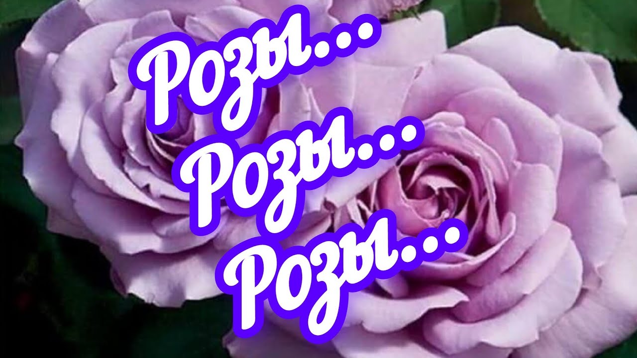 🌹🌹🌹Розы из питомника Несиных и Буонроза 🌹🌹🌹распаковка #4...надеюсь, последняя в этом сезоне😉😂😂