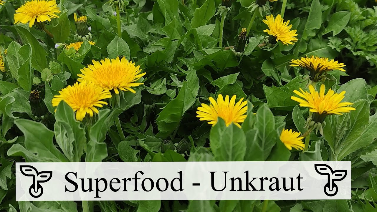 Vitaminbomben aus dem Garten 💪 Essbare Wildräuter & Beikräuter für die Küche!