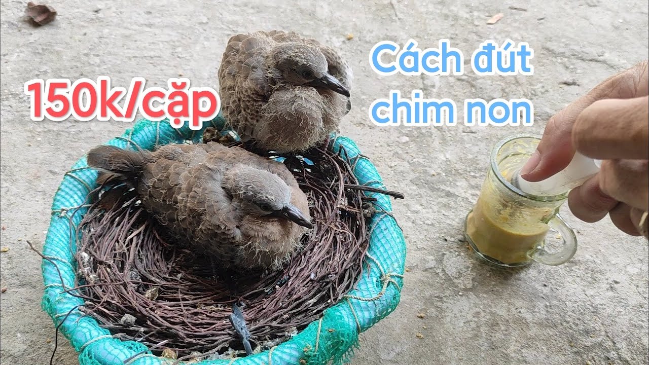 Chim Cu Gáy Thái giá rẻ. Cách đút chim non ăn.