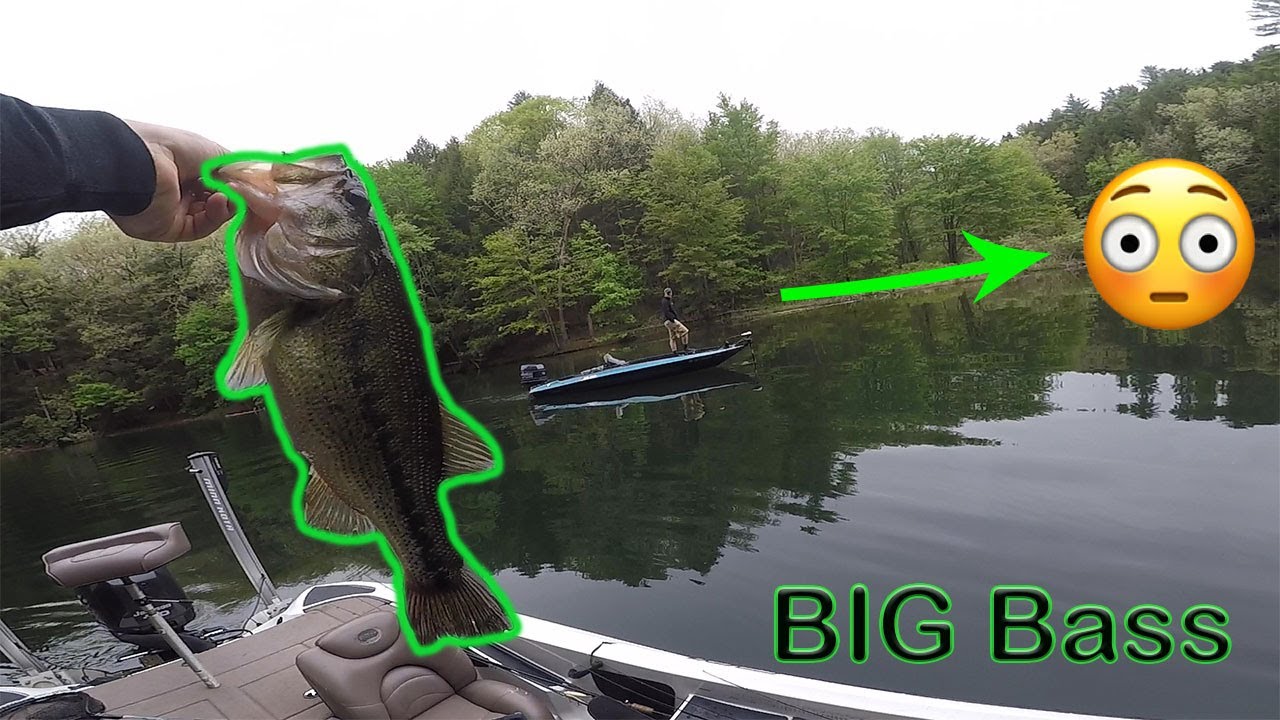 BIG Bass In Shallow Water! (Beltzville Lake)