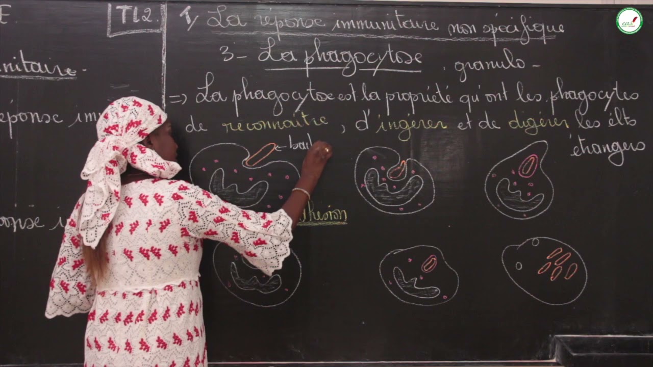 Cours - Terminale L - SVT:  La réponse immunitaire / Mme Cissé