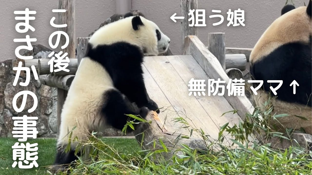 【凶暴娘w】盛大にママにキレちらかす😂今日も元気すぎる子パンダ楓浜🍁