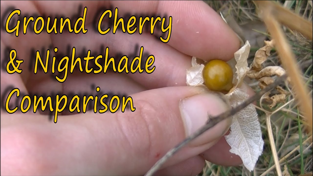 Ground Cherry Find and Nightshade Comparison