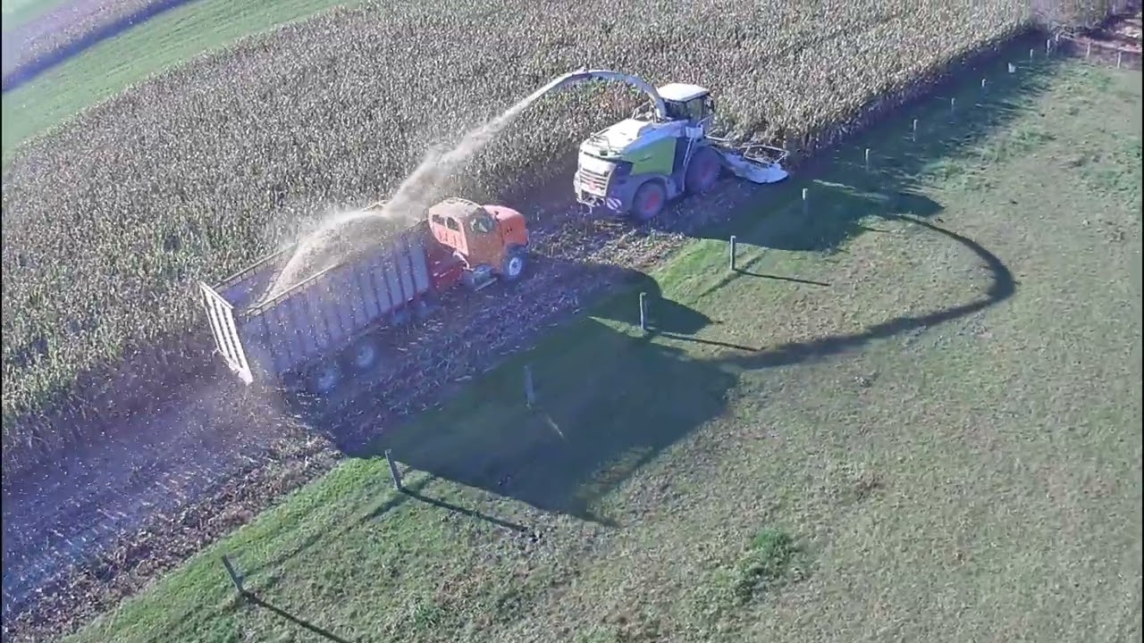 Corn chopping 24