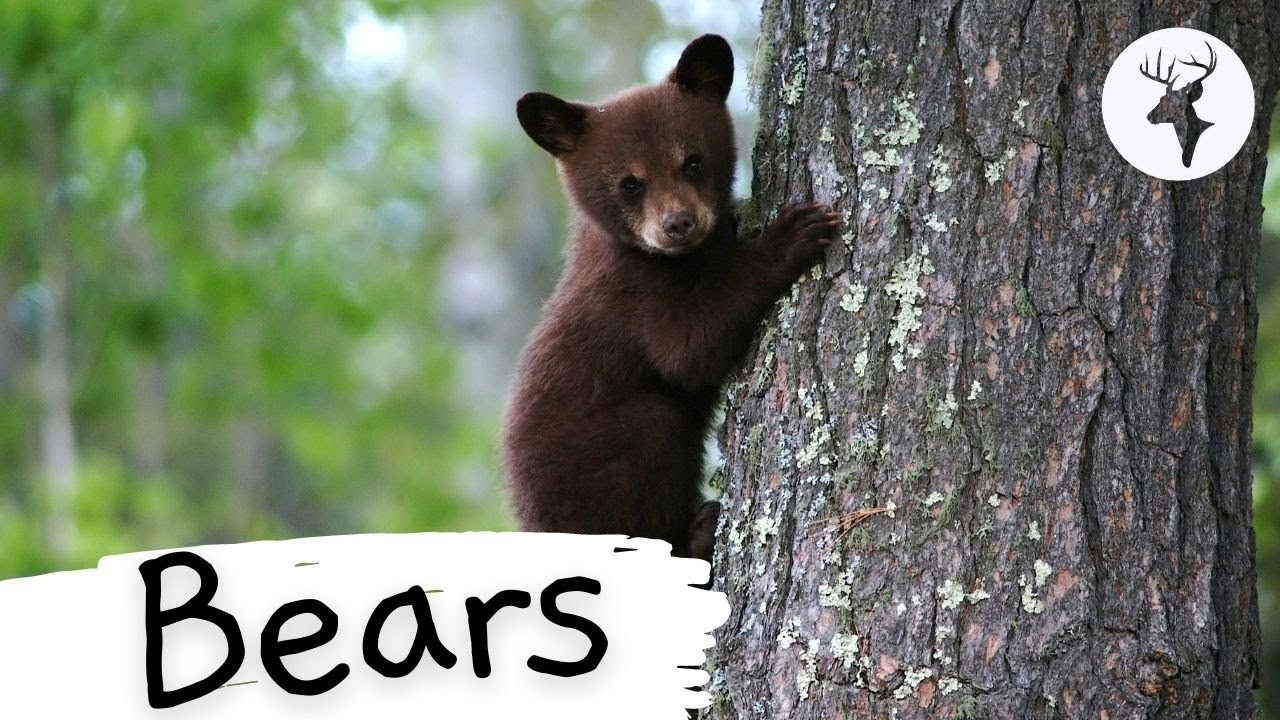 Learn Fun Facts about Bears! | Educational Classroom Learning Video About Bears/ (ESL Listening)