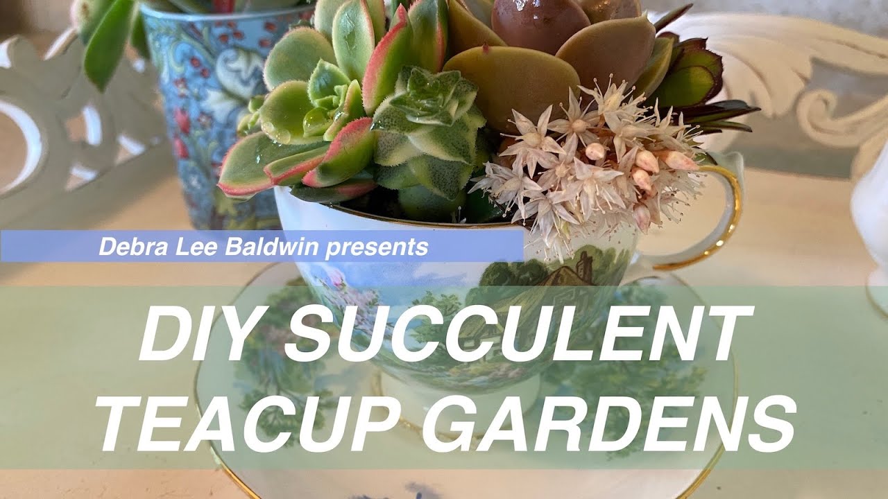 Succulent Teacup Gift Gardens