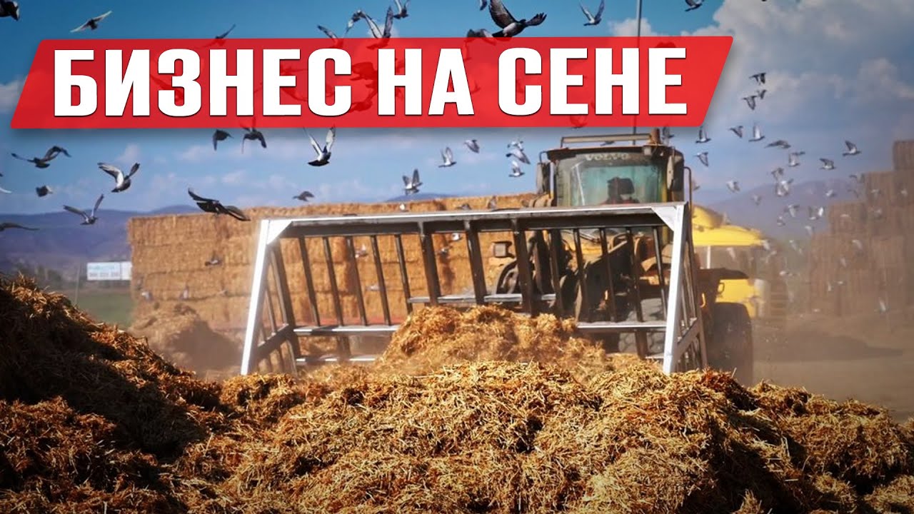 Как зарабатывать на люцерне в России | Бизнес на люцерне | Кормопроизводство | Бизнес идея