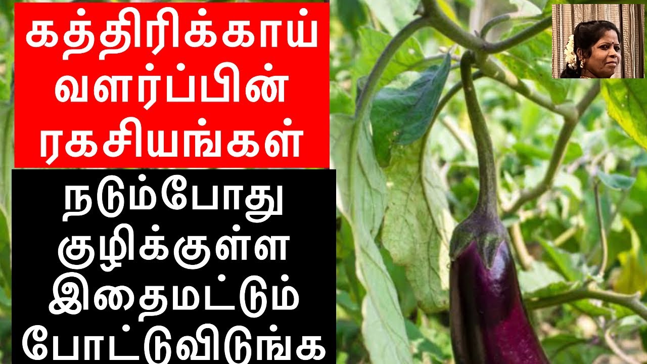 Tips to grow eggplants #growing brinjal in maddithottam#விதைப்பு முதல் அறுவடைவரை#இந்த tricks follow