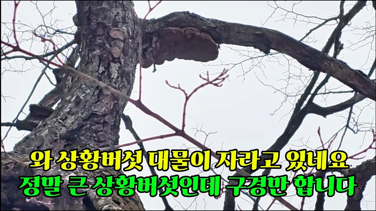 제 1046화  2026.1.26  오랜만에 본 대형 상황버섯 너무 높아 구경만 하고 왔네요