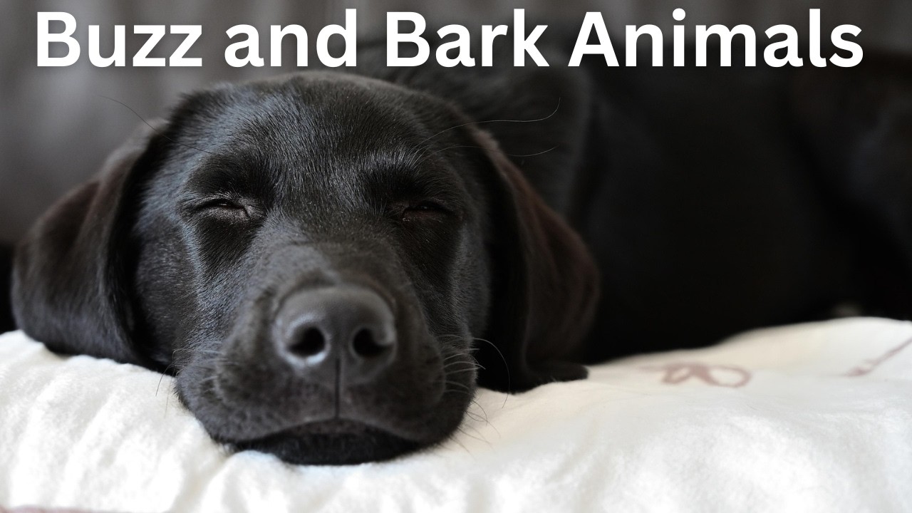 Reiki For Calming, Centering & Grounding #animalreiki #remotereiki #animalcommunication #crystals