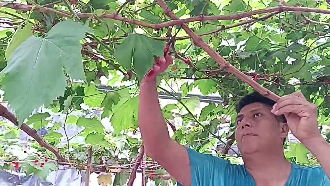Cortando la Parra y les mostramos los injertos 